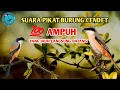 Download Lagu Suara pikat Cendet Terbaru 2021 ampuh yang jauh akan merapat!!!