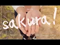 Download Lagu Ma:da - Sakura! (Official Lyric Video)