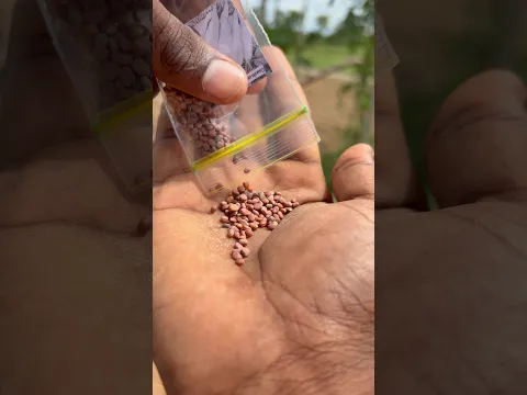 💖💥வீட்டு தேவைக்கு நாட்டு விதைகளை ஓரங்களில் ஊன்றியாச்சி 💢⁉️