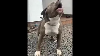 Pitbull Barking 