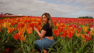 Through the Tulips 🌷