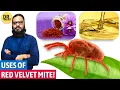 Download Lagu Beer Bahuti: Zafran Se Bethar Intakhab?! Red Velvet Mite Uses | Dr. Ibrahim