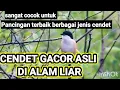 Lagu DOKUMENTASI 10 cendet gacor ASLI isian di ALAM LIAR cocok untuk pancingan cendet agar bunyi \u0026 emosi