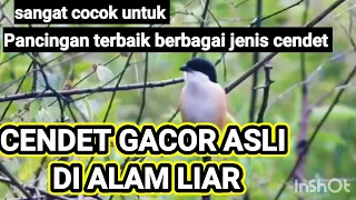 dokumentasi 10 cendet gacor asli isian di alam liar cocok untuk pancingan cendet agar bunyi u0026 emosi