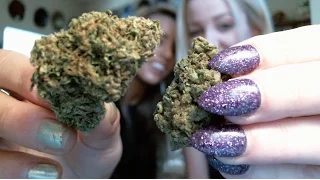 BILLIONAIRE BACKS LEGALIZATION news nug recap JaniceGriffith CoralReefer