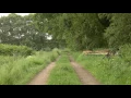Download Lagu Nature Ambience: Old Country Trail with Bird and Cattle Sounds