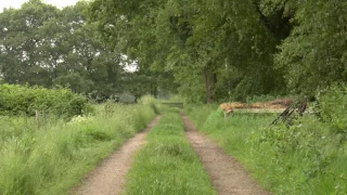 Nature Ambience Old Country Trail With Bird And Cattle Sounds 