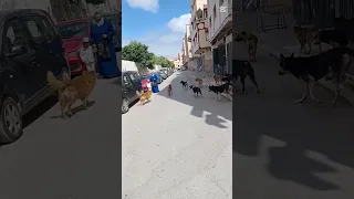 يوسف الغرباوي لكلاب هومة ليولاو عيشين فلقرية17 واحد لتعضات فهاد لمدينة إلى مادرتوش لحل هز حويجك 