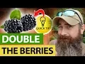 Lagu How I Double My Blackberries Every Year!
