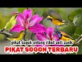 Download Lagu PIKAT SOGON TERBARU 2025 | suara pikat sogok ontong ribut anti zonk