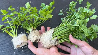 جرب طريقتي في زراعة الكرفس 🌿 طول السنة نبات الكرفس اخضر بمطبخك ولن تشتريه مرة اخرى من الآسواق 👌