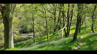 herefordshire natural flood management episode 1 trees