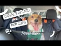 Rescue Dog Gets a Pup Cup While Waiting for Adoption Meet Rex The Ginger Dog Gal