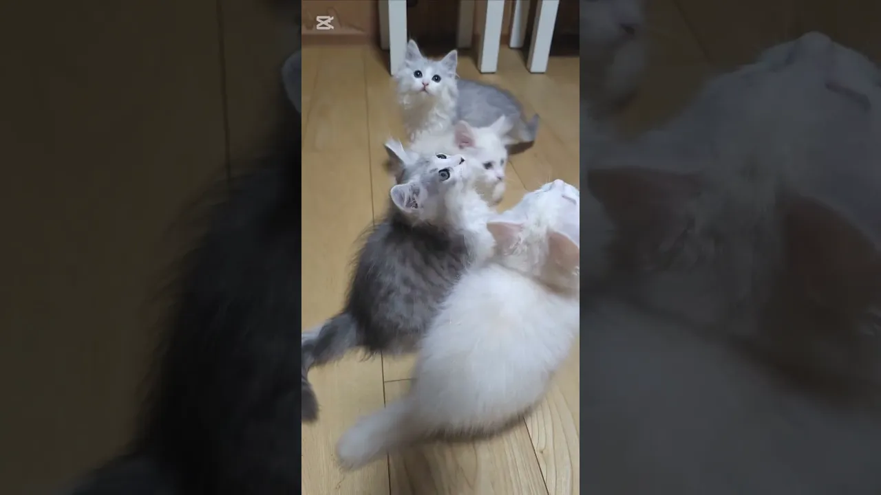 動画