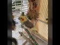 Download Lagu Sanzang leather and wood bird toy