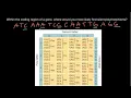 Silent synonymous mutations of a gene explained