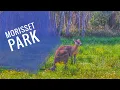Download Lagu Morisset Park Surroundings