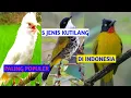 Download Lagu 5 Jenis Burung Kutilang Yang Paling Populer di Indonesia. No 5 Paling Familiar dan Disebut Hama.