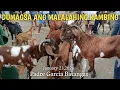 Lagu Dagsa ang malalahing Kambing!Padre Garcia Batangas