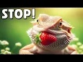 Should Bearded Dragons Eat Fruit The TRUTH