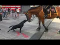 Dogs and Horses Become the Funniest and Most Loving Friends 😍Cute Animals Videos 2025