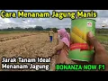 Download Lagu Cara Menanam Jagung Manis Dari Awal Sampai Panen