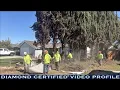 Majestic Tree Service Diamond Certified Profile