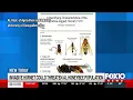 Alabama sets traps at Port of Mobile to stop invasive hornet threatening honeybees