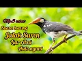 Download Lagu SUARA BURUNG JALAK SUREN ALAM LIAR RIBUT