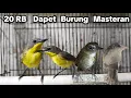 Lagu 20rb DAPET BURUNG MASTERAN❗❗❗