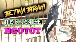 Download 99% Efektif!! Kacer Betina Birahi Buat Ngecas Jantan Kurang Birahi || Kacer Betina Gacor MP3