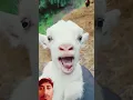 Download Lagu #goat #funny #cute #comedy #viralvideo