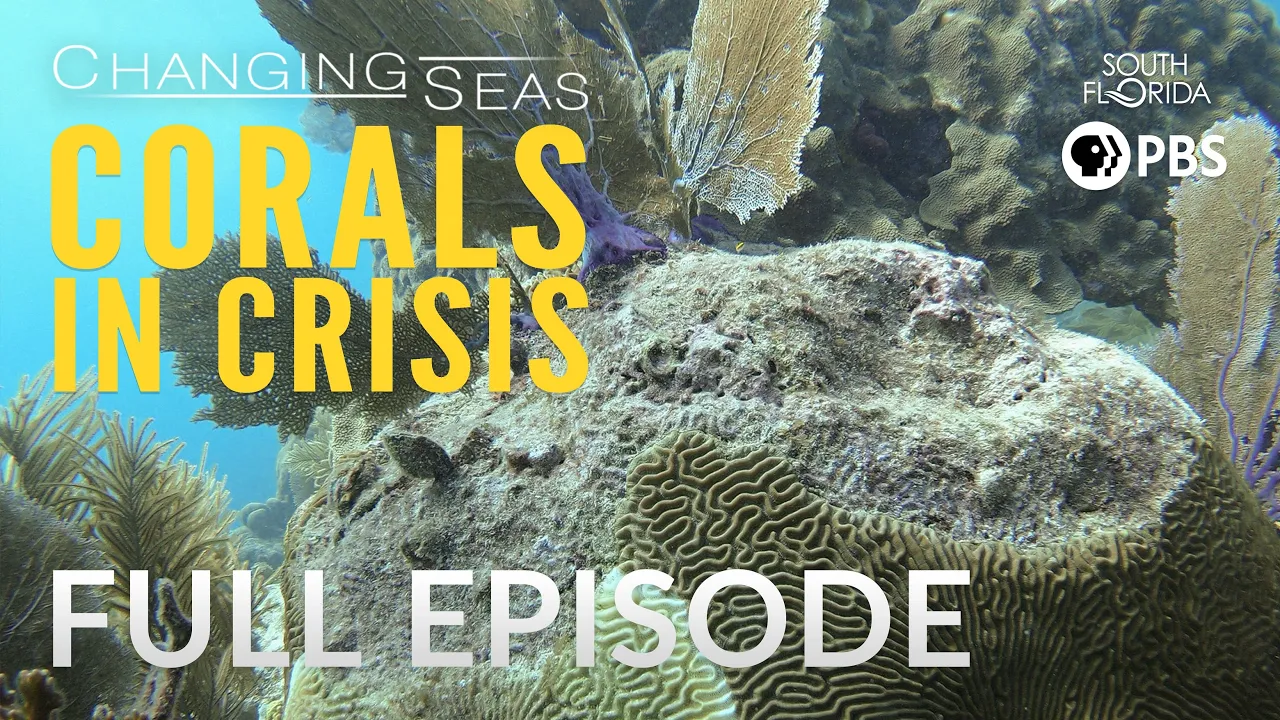 Corals in Crisis - Full Episode