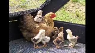 اغنية  هالصيصان شو حلوين  كاملة                      دندنها