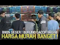 Download Lagu KEBANGETAN ! BARU NEMU BURUAN GACOR INI DI OBRAL SAMPAI HABIS PASAR BURUNG PRAMUKA LEWAT DULU YA