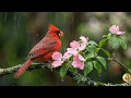 Relaxing Morning Birdsong & Gentle Piano 🍃 Peaceful Music for Focus and Quiet Moments