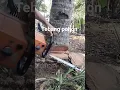 Download Lagu Tebang pohon di kliwungu#tebang_pohon #mesin#stihl#070#mandiraja#banjarnegara#jawatengah#fypyoutube