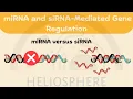 Download Lagu Animation | RNA Interference: miRNA vs siRNA