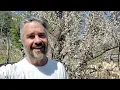 Cherry and Apricot - Full Bloom Discussion on Micro Climates