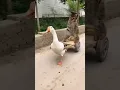 Download Lagu kucing 🐱 lucu naik gerobak bebek 🦆 gemoy #kucinglucu #lucu #shorts