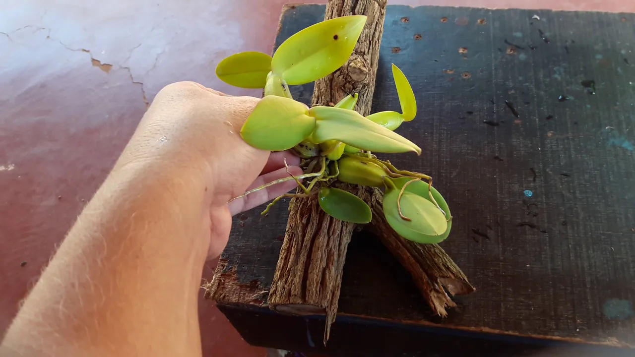 COMO PLANTAR ORQUÍDEAS EM TRONQUINHOS