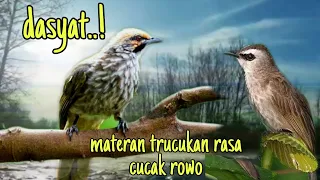 masteran trucukan rasa cucak rowo