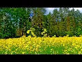 Download Lagu Ontspannende vogelgeluiden voor het slapengaan 🌿 Ontspannende natuurgeluiden 🌿 ASMR