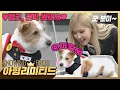 Download Lagu 💎아형리미티드💎 보기만 해도 심쿵♥ 로제(ROSÉ)의 반려견 '행크', 형님 학교 전학 왔어요🙌
