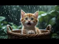 Emotional Kitten Story From Playful Innocence to Heartwarming Family Moments
