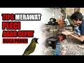 Lagu Tips Merawat Pleci - Agar Cepat Buka Paruh