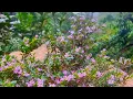 Download Lagu Easter Monday-o roramaniko // #video // Kp Nj Sg official // #youtube // #instagram // #facebook.