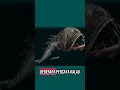 Download Lagu Ikan laut dalam Feng Tooth | full video @Dunia_Alam #ikan #jaditahu #laut #fengtooth