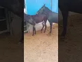 Funniest Donkey Ever! Donkey Training the fun way! 657