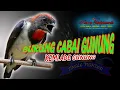 Download Lagu Burung Kemladean Gunung / Cabean Gunung Jantan